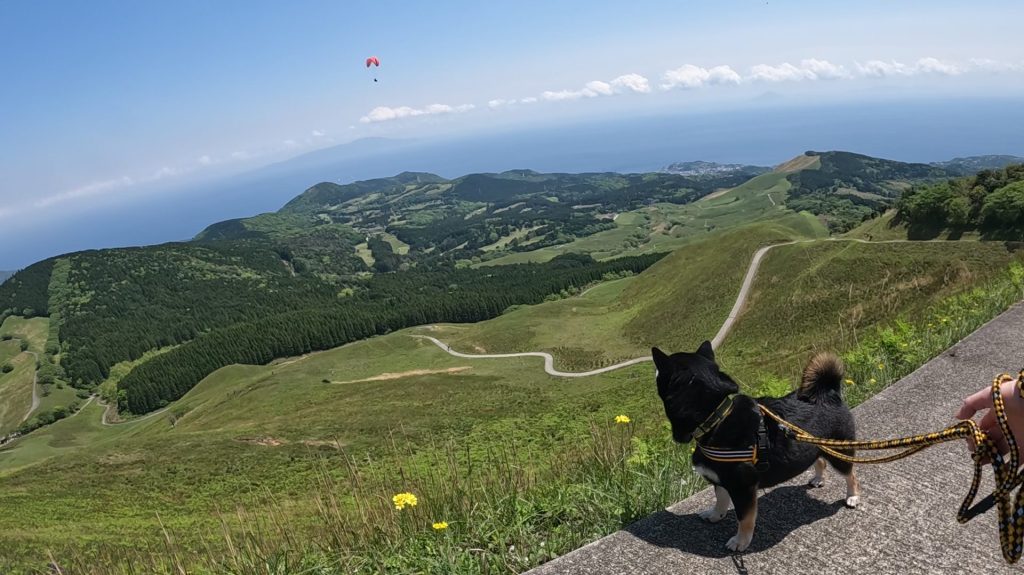 リードを着けて歩く犬