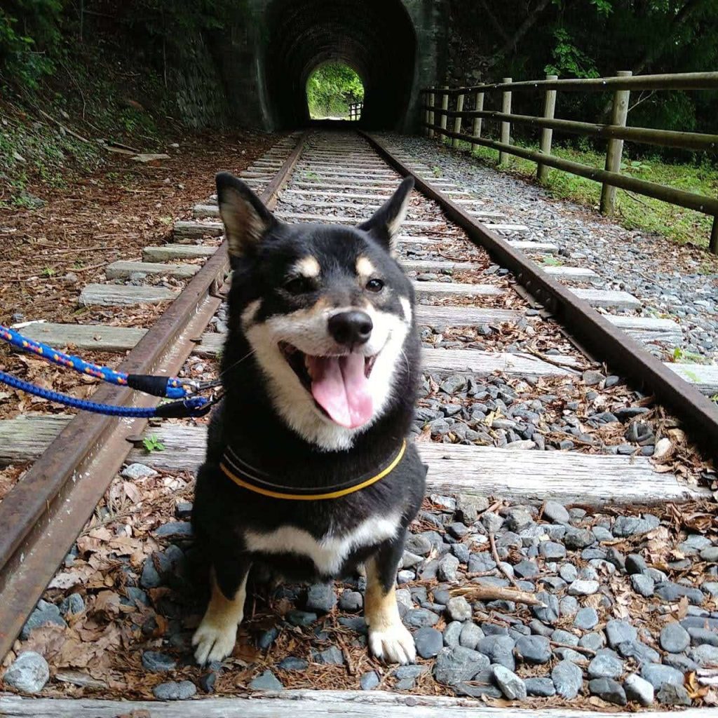 リードを着けて座る犬