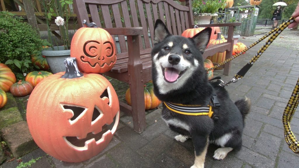 リードを着けて座る犬