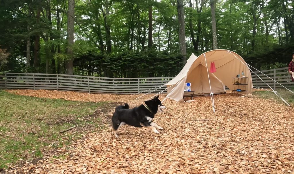 キャンプをする柴犬
