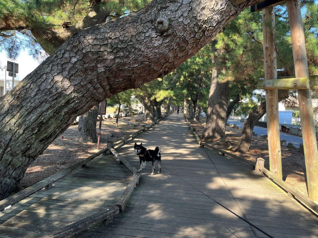 リードを着けて立つ犬