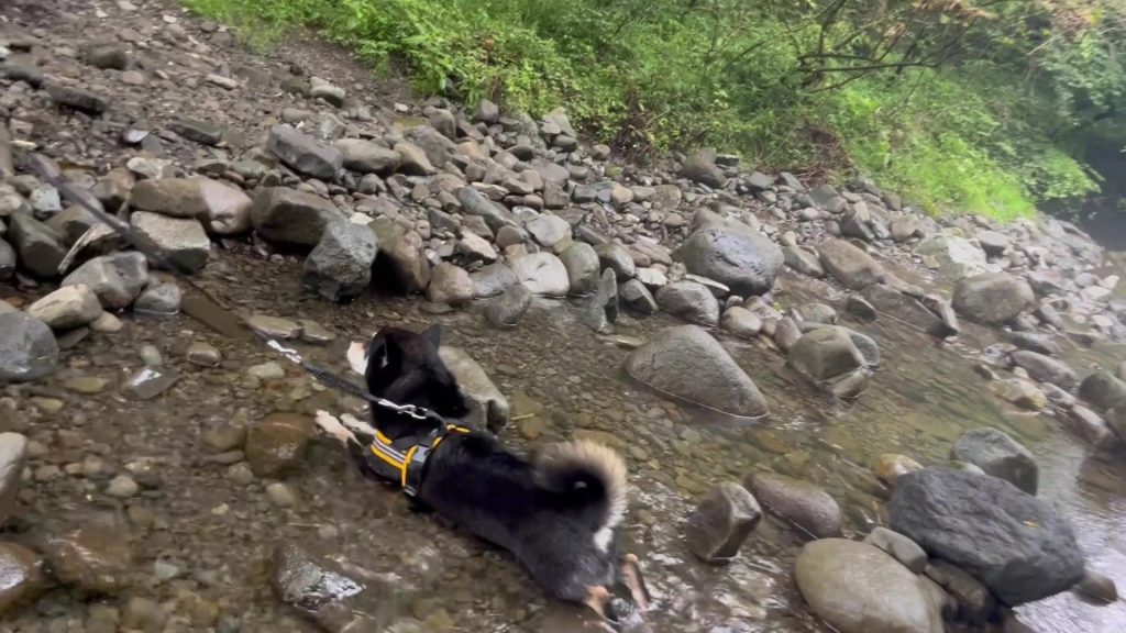 川で遊ぶ柴犬