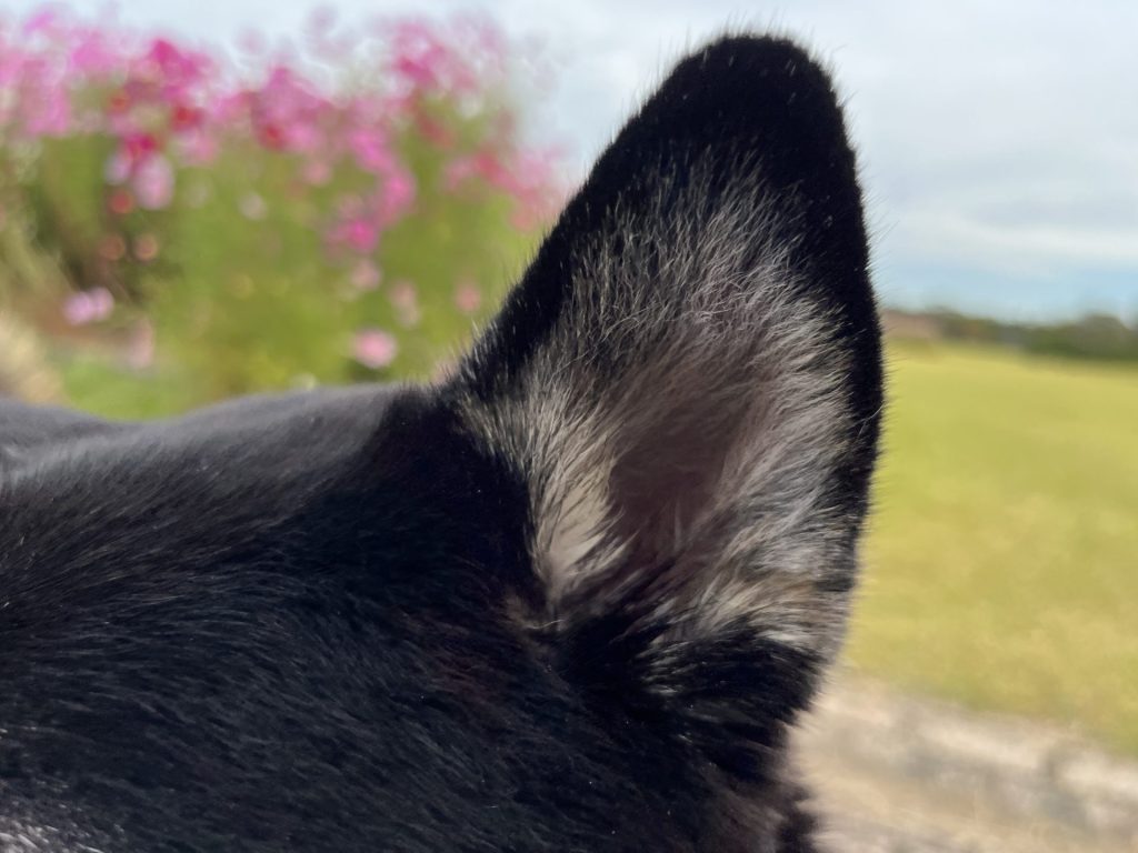 柴犬の耳
