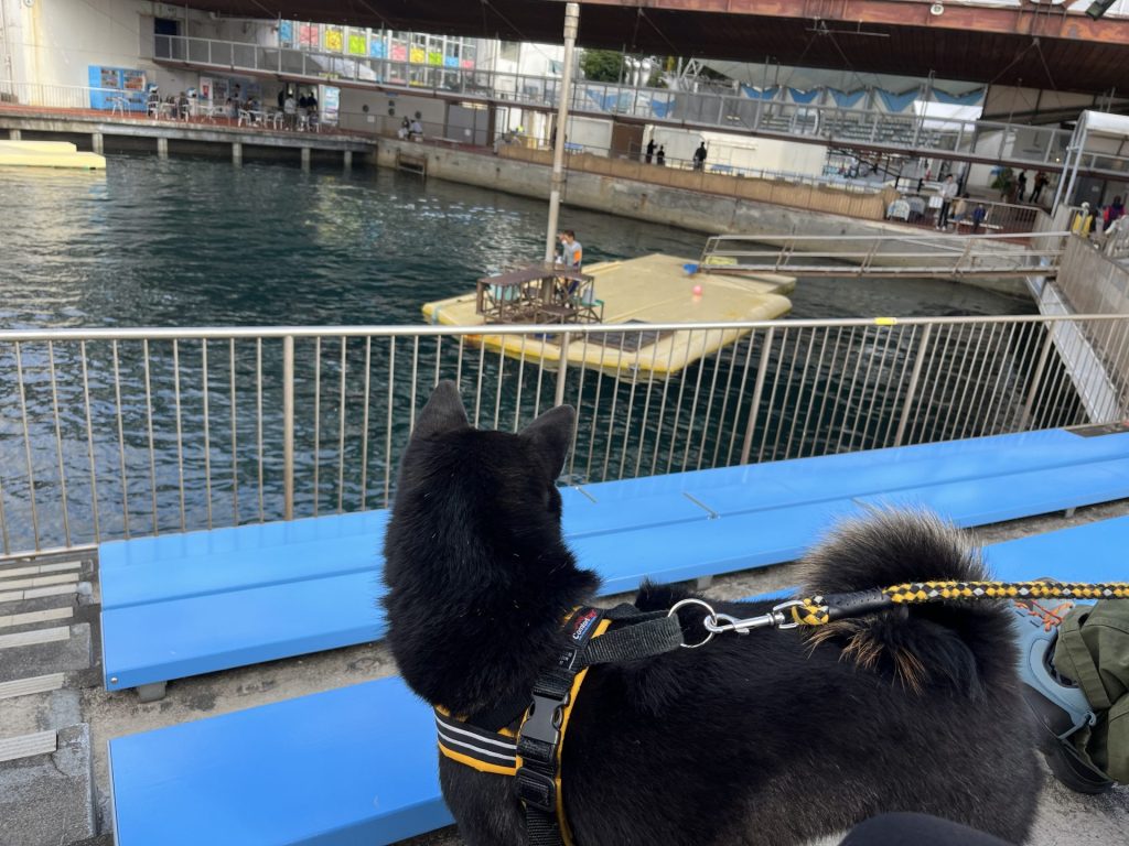 海を見る柴犬
