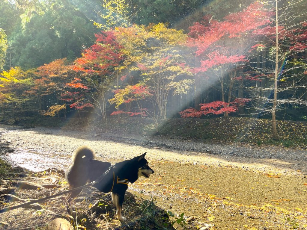 リードを着けて立つ犬