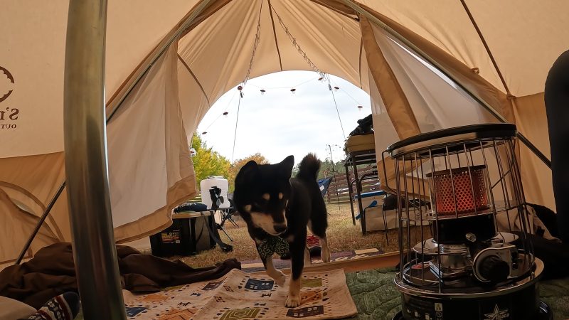 キャンプでテントに入る柴犬