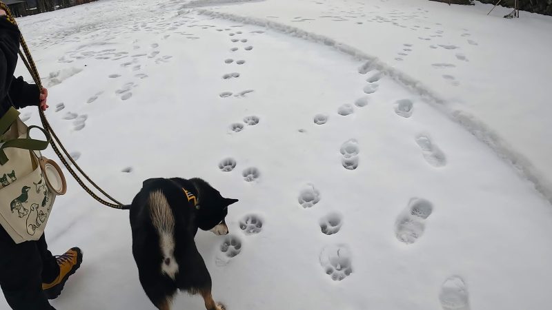 雪原を歩く柴犬