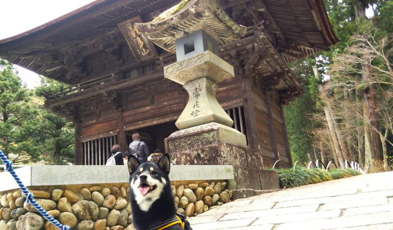 お寺の門の前に座る柴犬