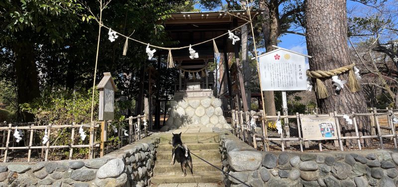 神社の前に立つ柴犬