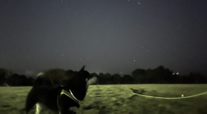 星空を見上げる柴犬