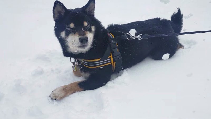 雪の中で目を閉じ伏せる柴犬