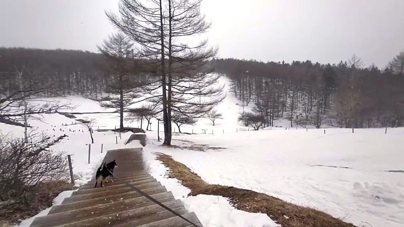 雪原を歩く柴犬