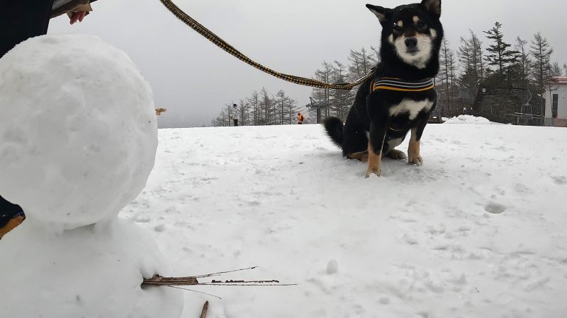雪の中で座る柴犬