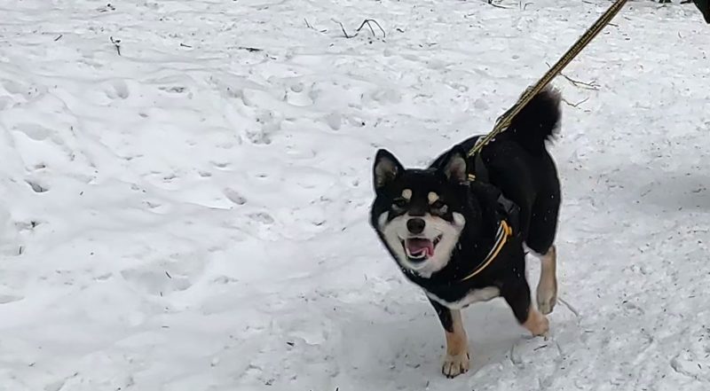 雪の中を歩く柴犬