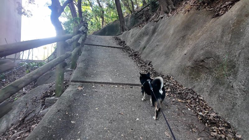 リードを付けて坂道を登る柴犬