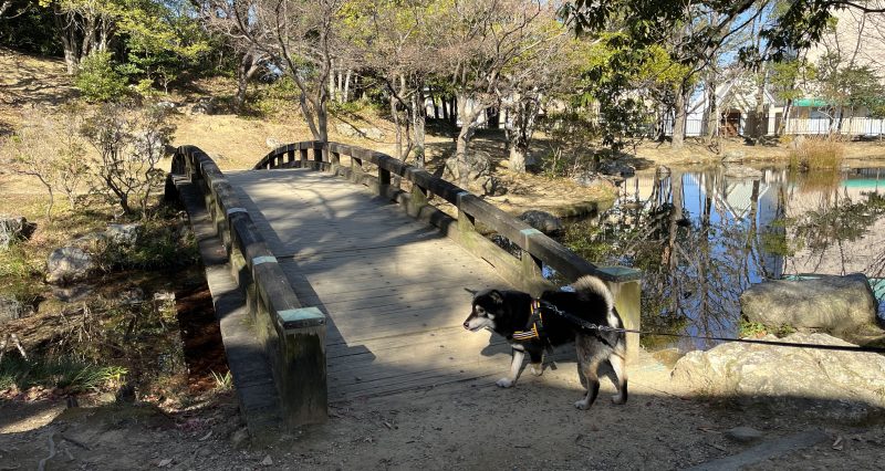 橋を渡る柴犬