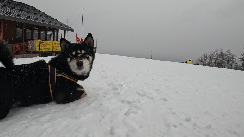 雪まみれになる柴犬