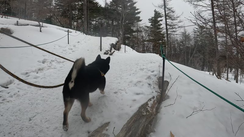 雪山を歩く柴犬