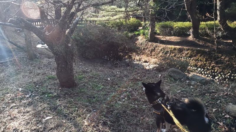 公園内を散歩する柴犬