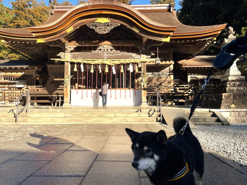 神社の前に立つ柴犬