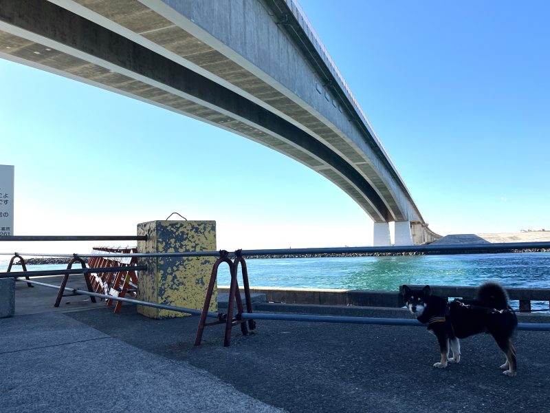 大きな橋のたもとに立つ柴犬