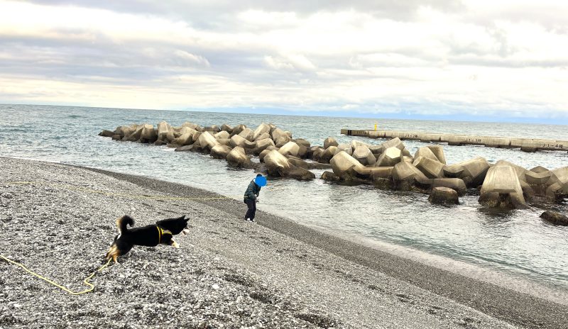 海岸を走る柴犬