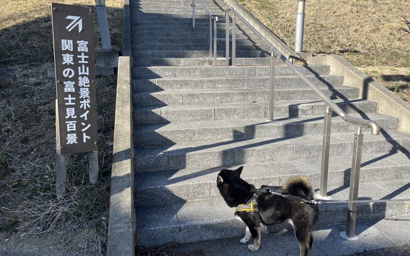階段の前に立つ柴犬