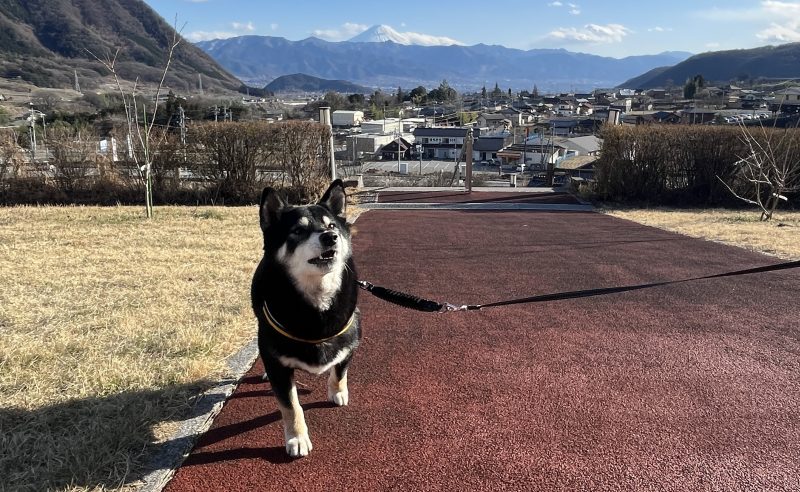 富士山と記念撮影をする柴犬