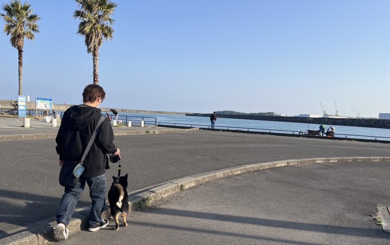 海の近くの公園を歩く柴犬