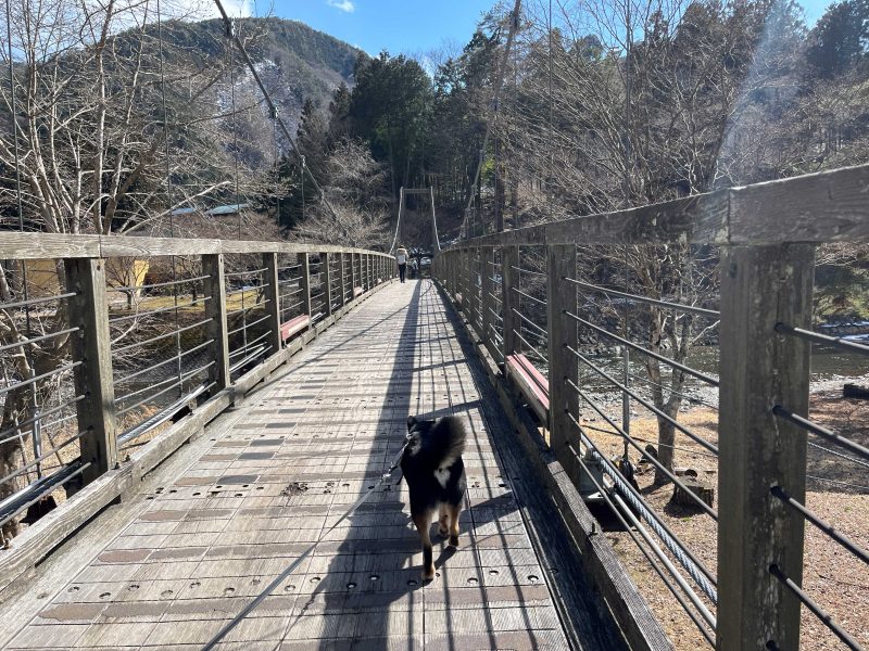 吊橋を渡る柴犬