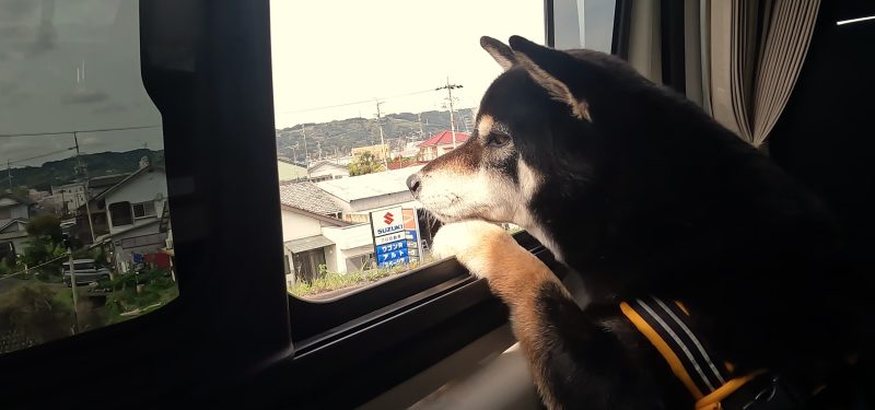 車の窓から顔を出す柴犬