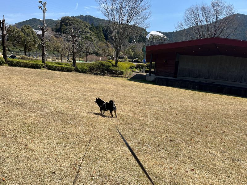 芝生の広場でリードを着けて立つ柴犬