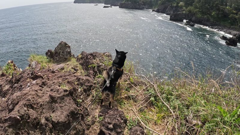 崖に立つ柴犬