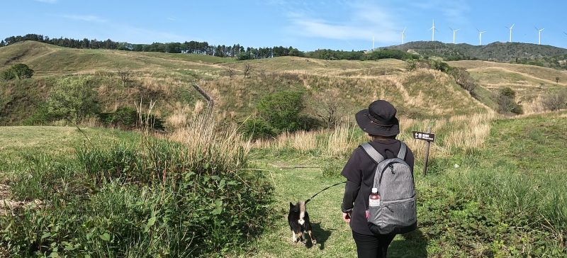 高原を散歩する柴犬
