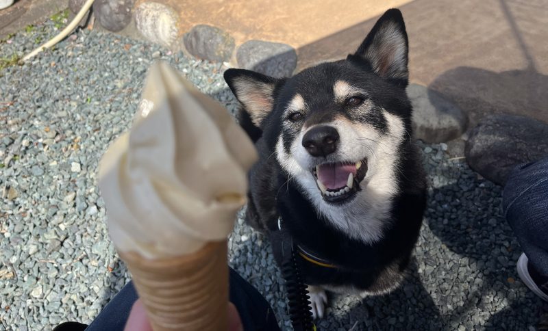 ソフトクリームを見つけて笑う犬