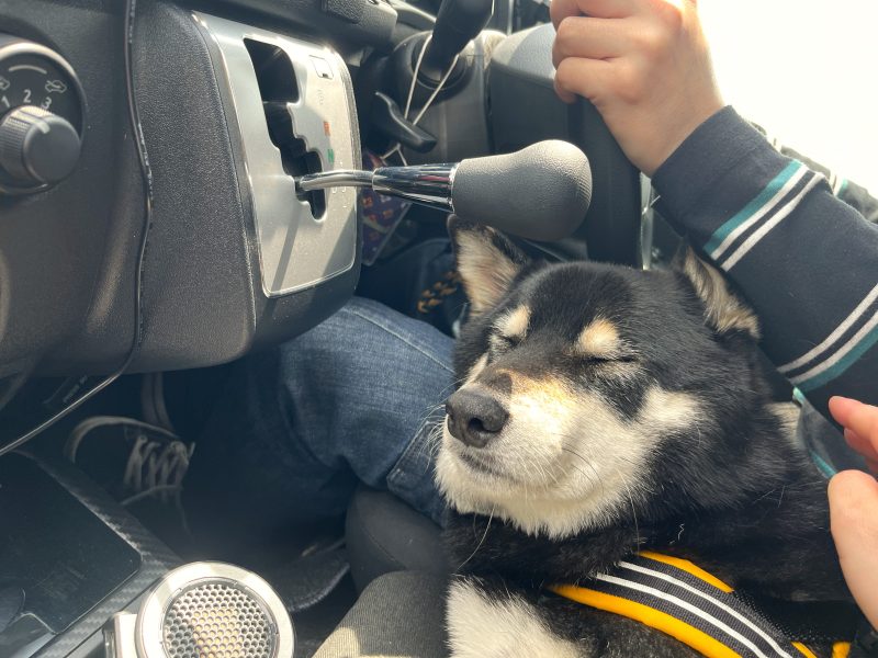 車の中で眠る柴犬