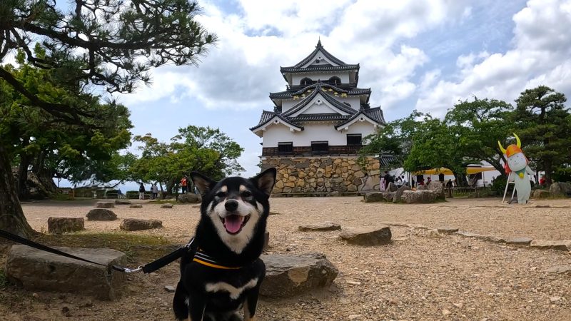 日本の城の前で座る柴犬