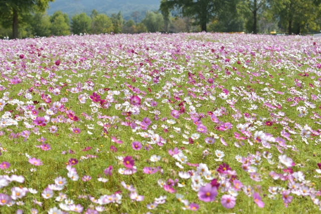 コスモスの花畑