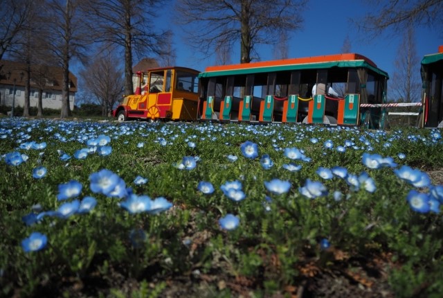 ネモフィラの花畑