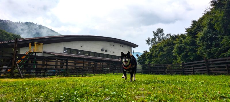 芝の広場を走る柴犬