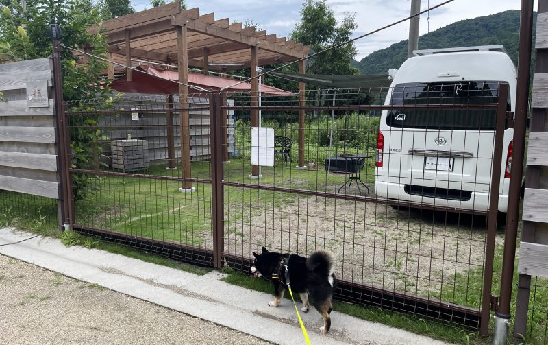 リードを着けて散歩する柴犬