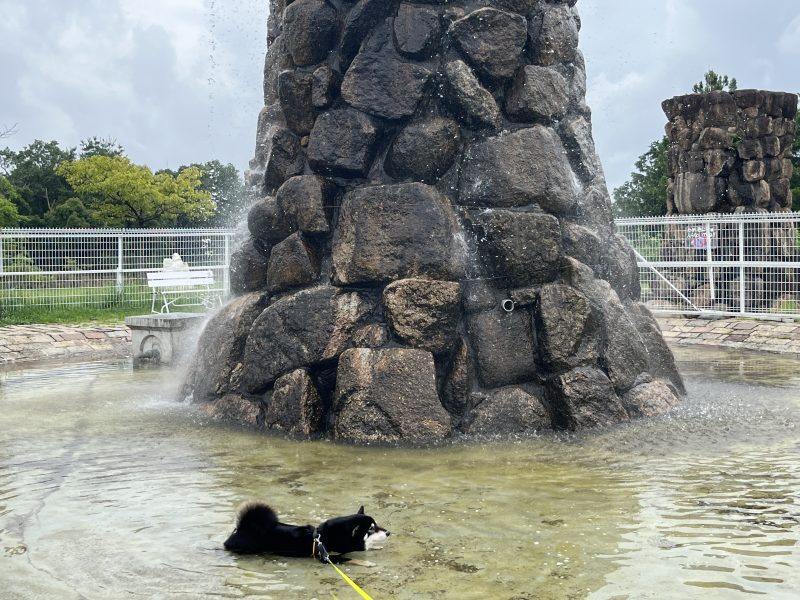 池で遊ぶ柴犬