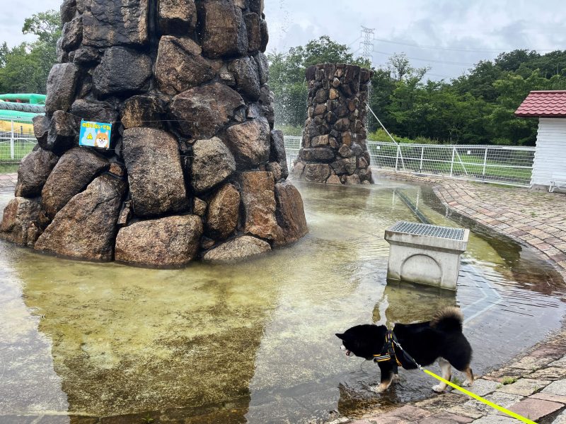 池で遊ぶ柴犬