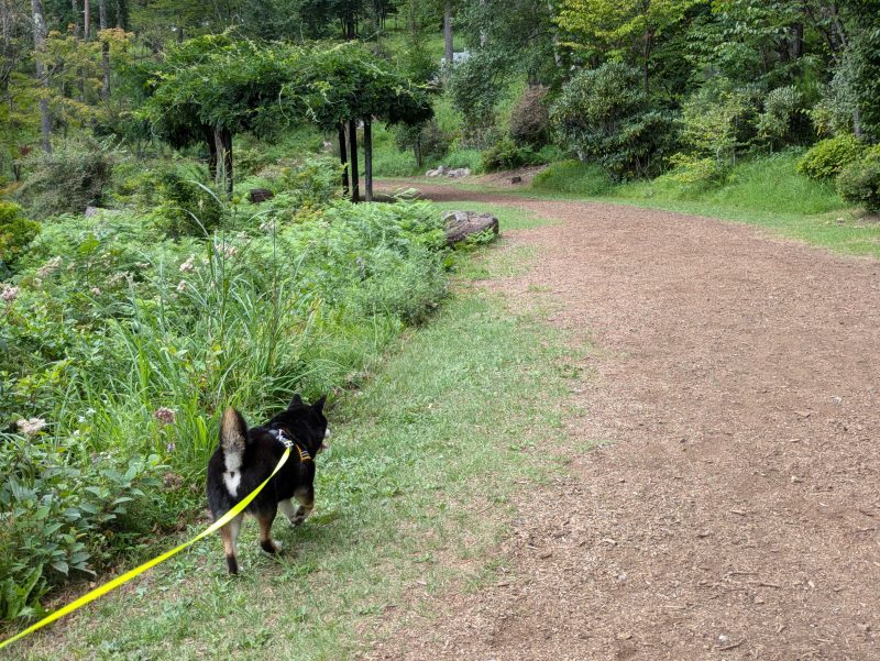 長いリードを着けて散歩する柴犬