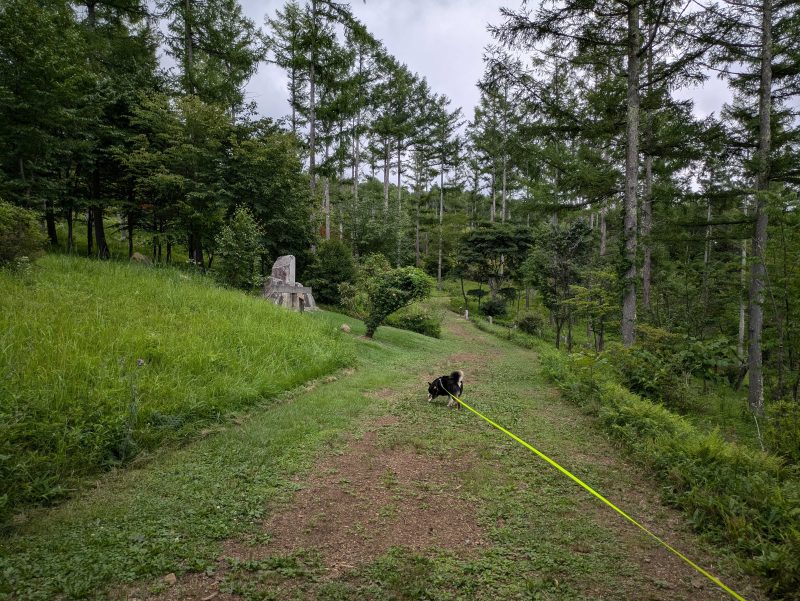 長いリードを着けて散歩する柴犬