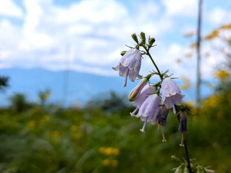 小さい紫色の花