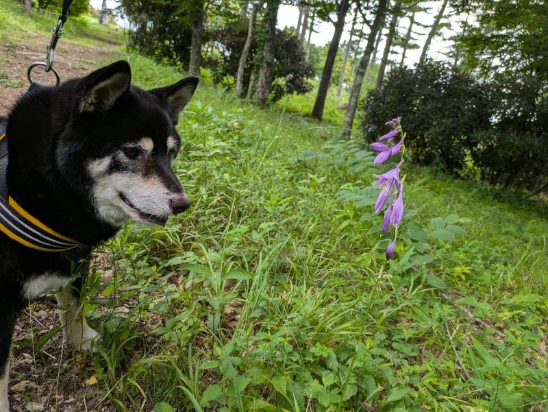 花を見つめる柴犬