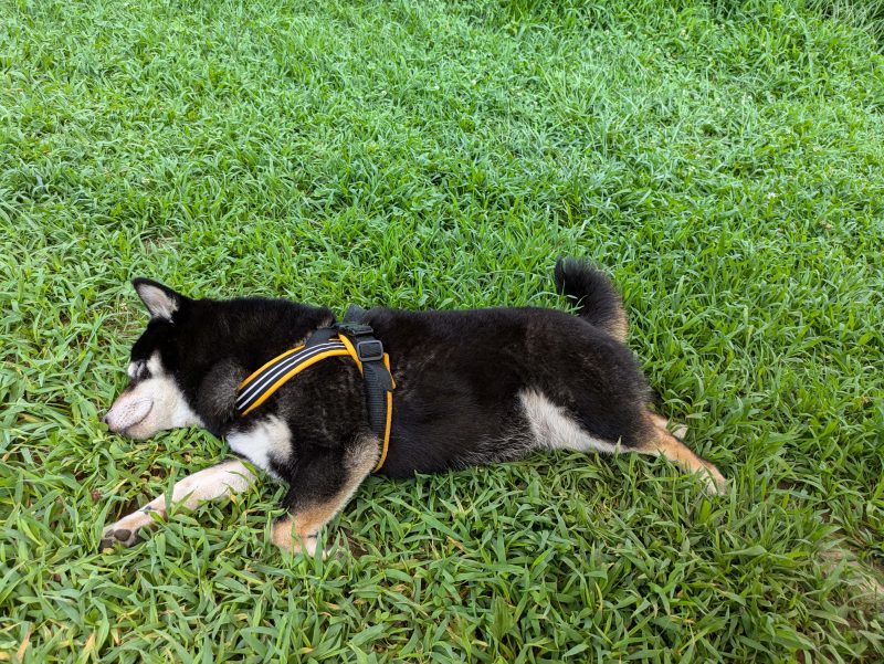 草原で寝転がる柴犬