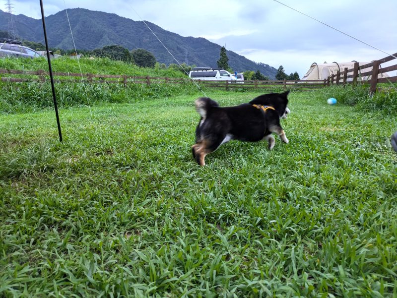 ボールを追いかけて走る柴犬