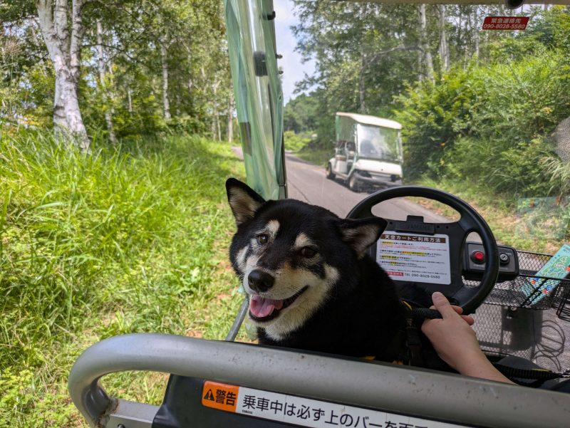 カートに乗る柴犬